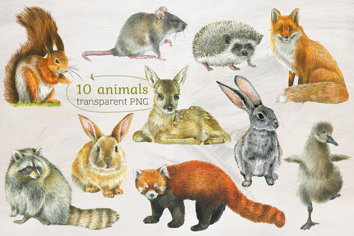 Forest Story Watercolor Collection, an Animal Illustration by Nastilustra (Photo 2 of 8)