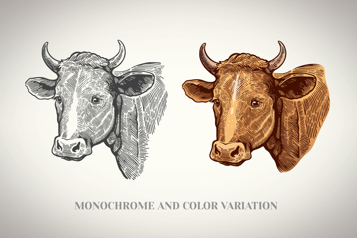 Vintage Cow Head Engraving, an Animal Illustration by Countryside life (Photo 3 of 5)