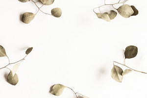 Eucalyptus leaves containing eucalyptus, autumn, and cozy