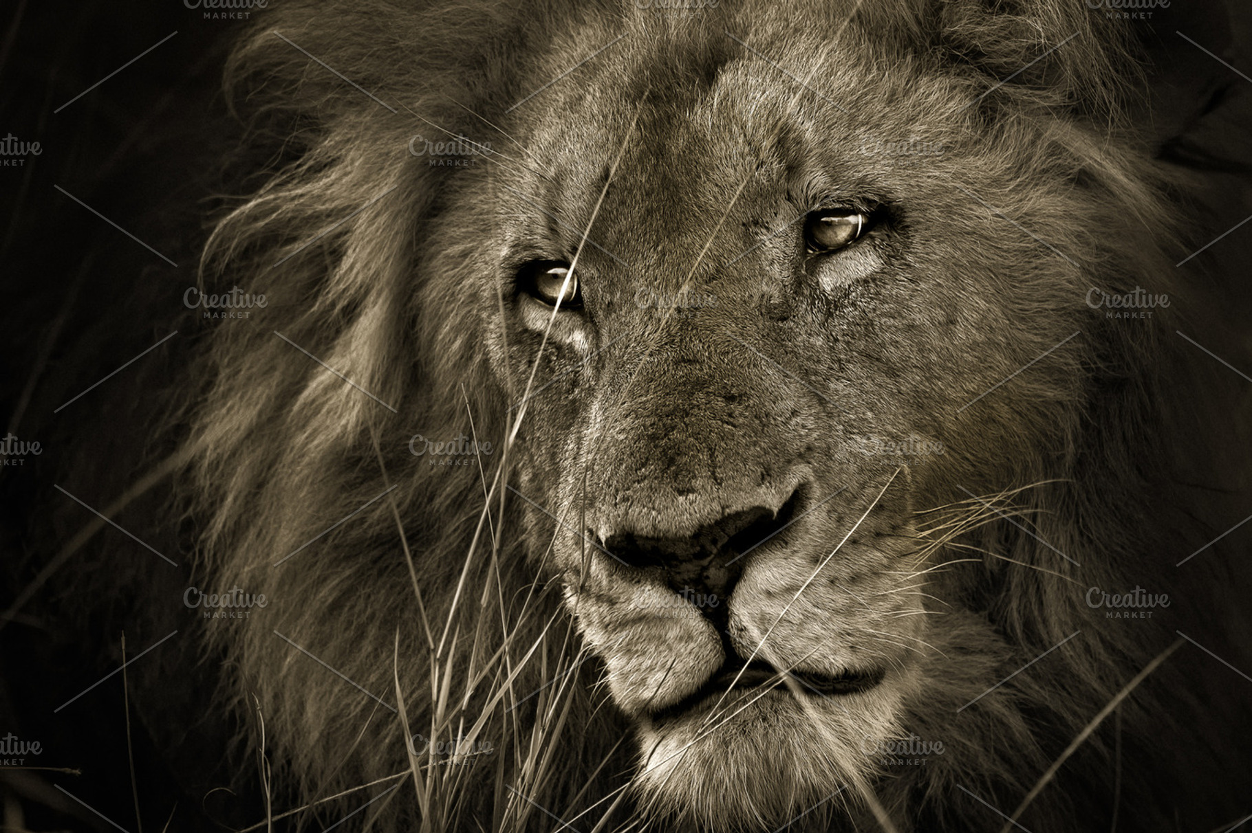 Sad Eyes, an Animal Photo by Toni Tejón Photography