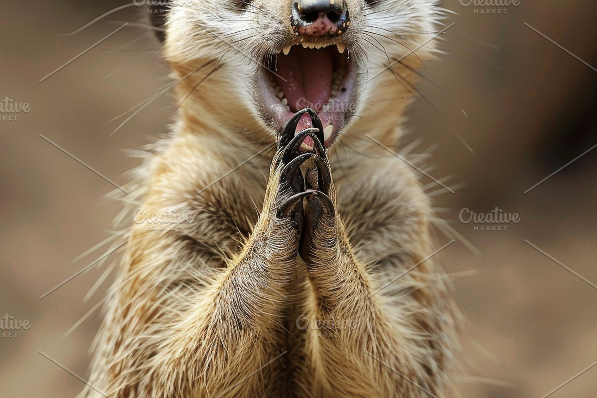 236 surprised animals, an Animal Photo by Handmadefont (Photo 194 of 241)