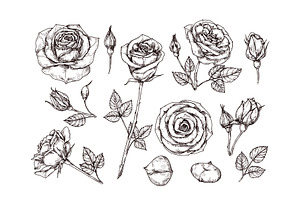 Hand Drawn Roses. Sketch Rose