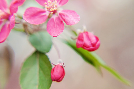 Pink beautiful tree flowers paradise apple tree close-up in a ge, a Nature Photo by TanaCh