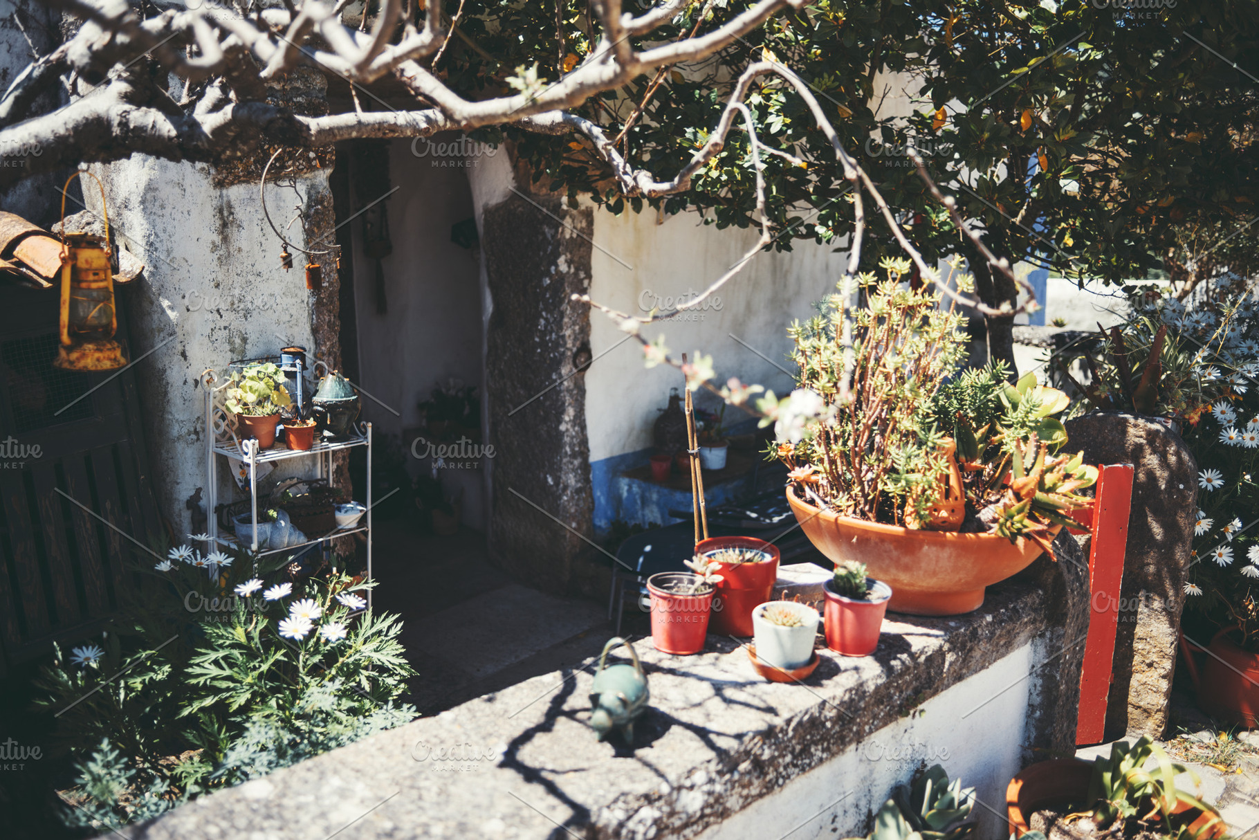 Succulent pots in rustic courtyard, an Architecture Photo by SkyNext