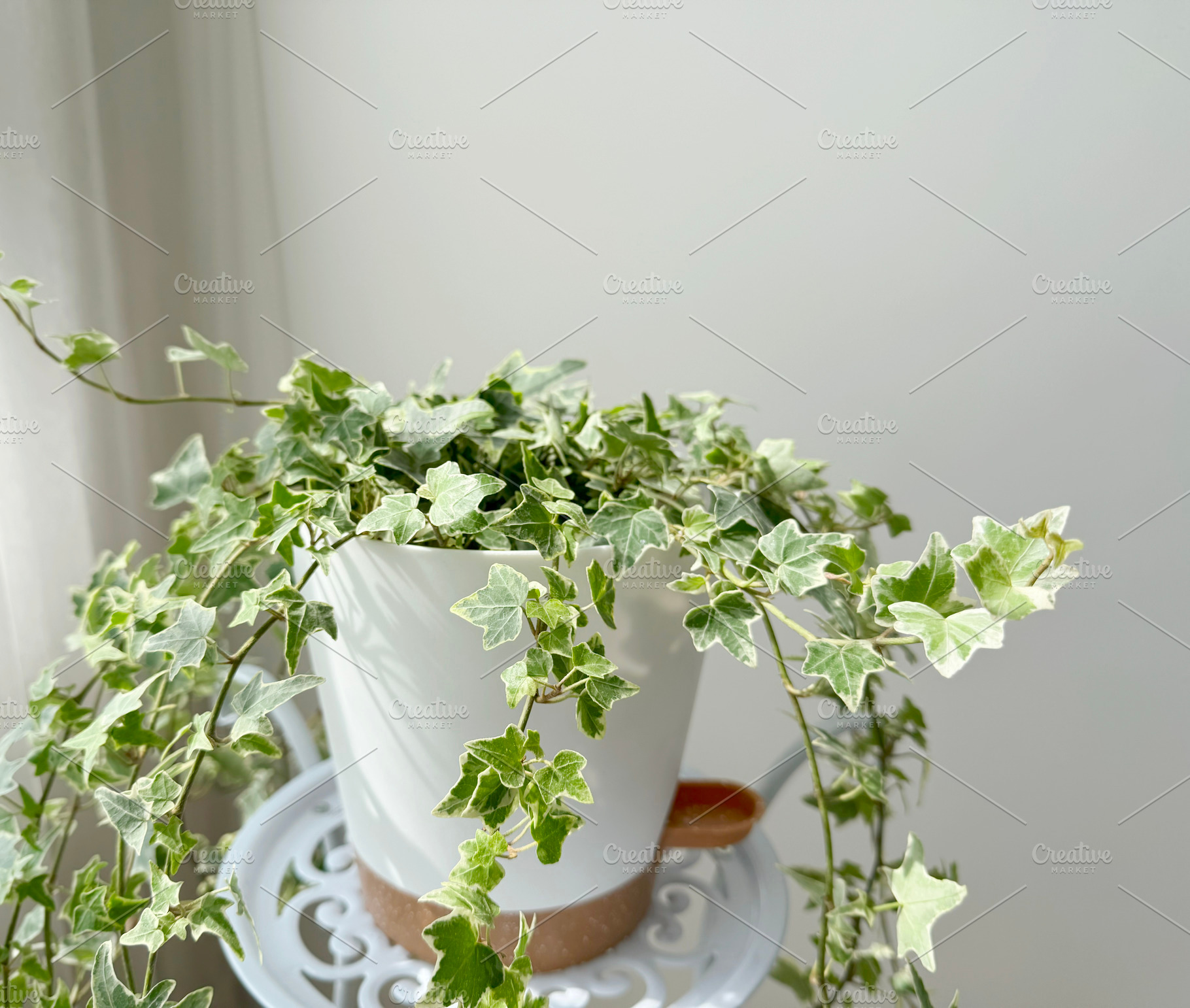 English ivy variegated, a Nature Photo by ArtBackground