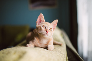 Orange tabby kitten containing cat, pet, and feline
