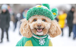 Adorable Poodle in Festive Green, an Animal Photo by Lermont51