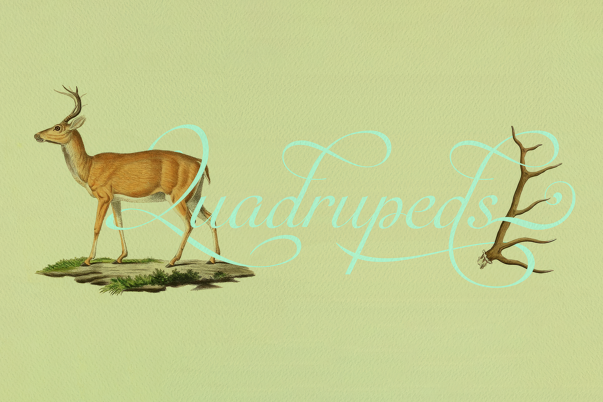 Auberge Script, a Script Font by Sudtipos (Photo 7 of 11)