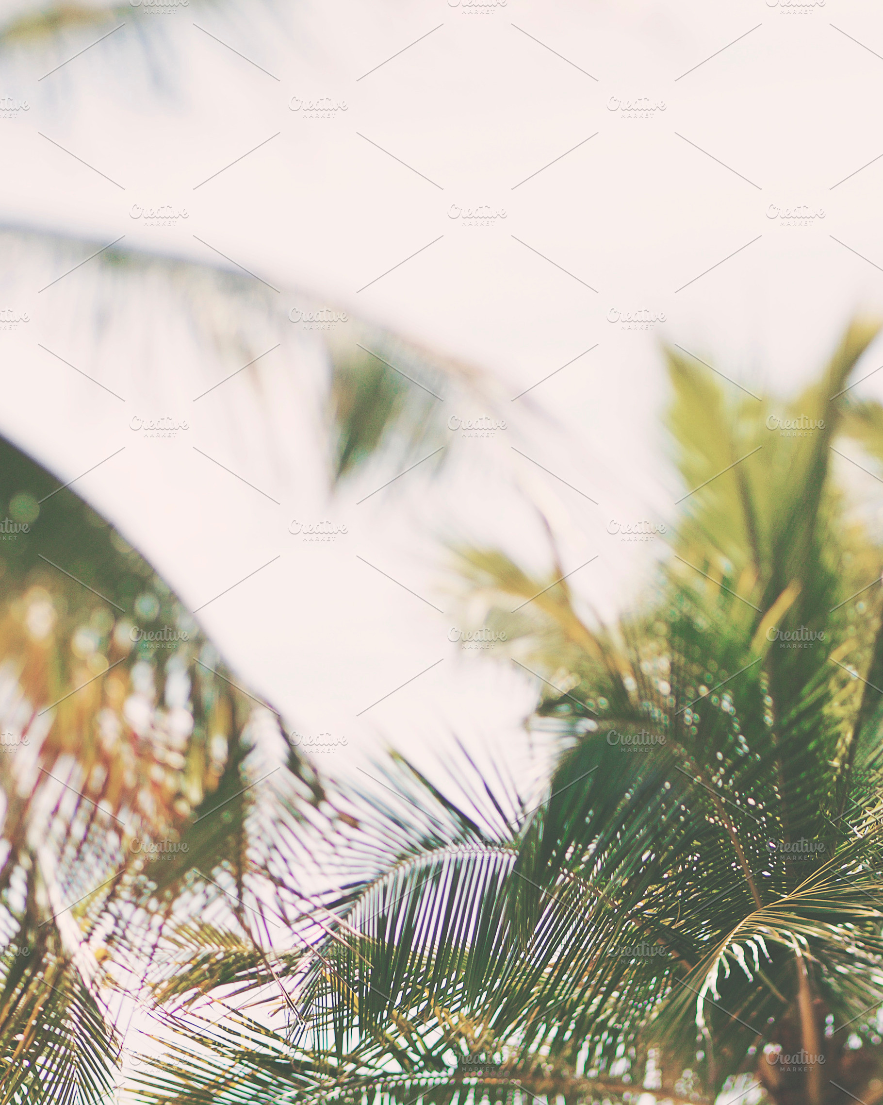 Palm Tree Stock Photo, a Nature Photo by Dee Andreoli Photography