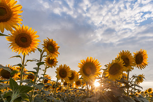 Agricultural landscape with sunflowe stock photo containing agriculture and