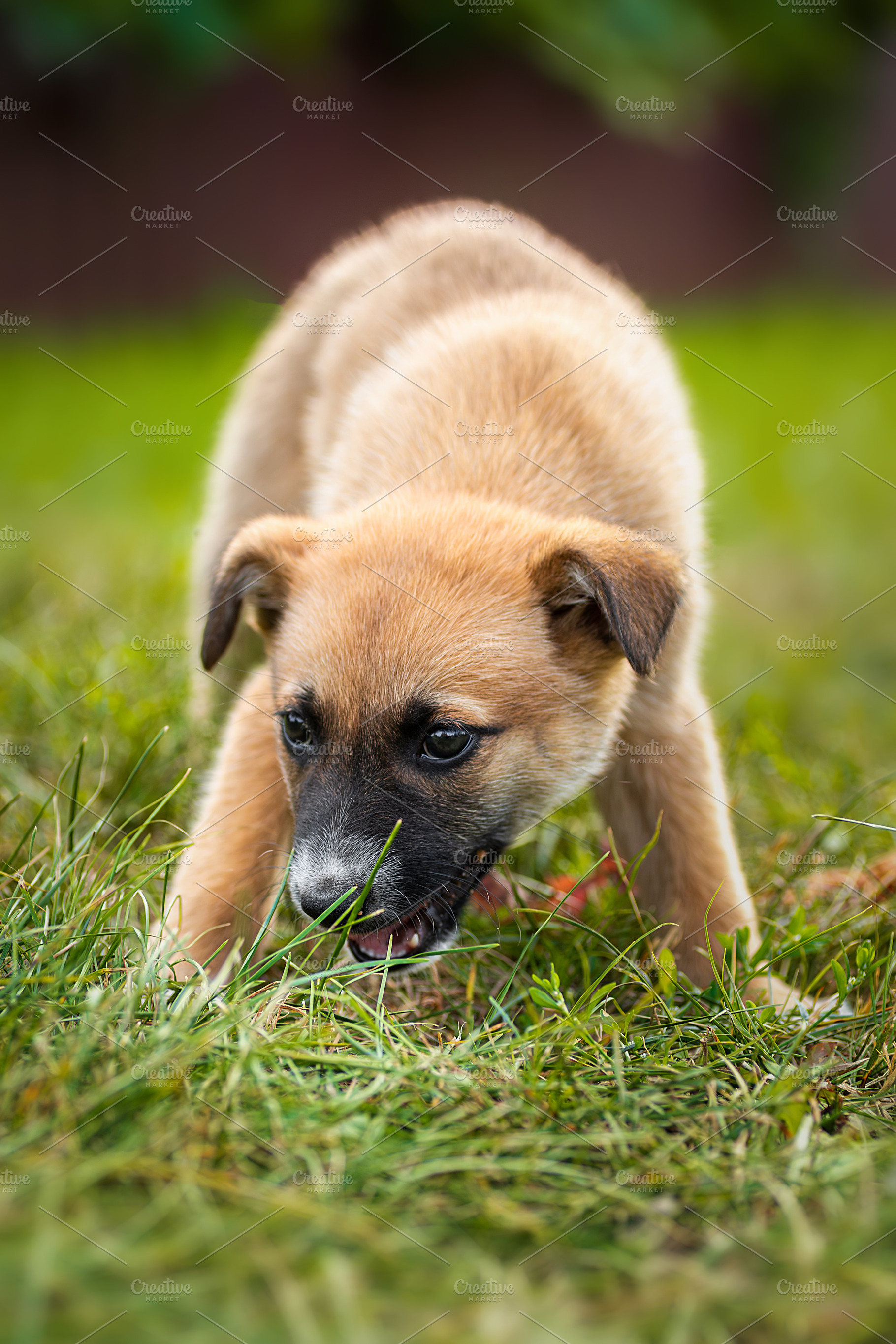 A red colored dog lies in the grass, an Animal Photo by AlexBush