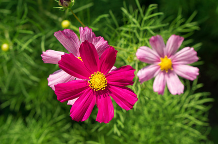 Daisy Macro preview 3