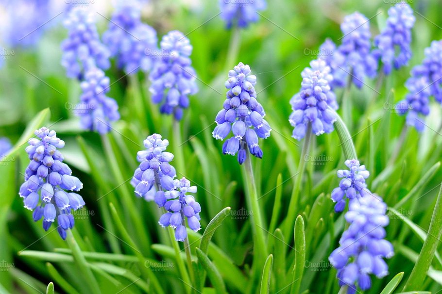 Muscari Flowers