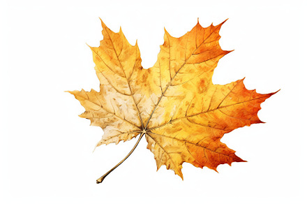 Illustration of maple autumn leaf isolated on white background. Generative AI, a Nature Photo by AlyaAnd