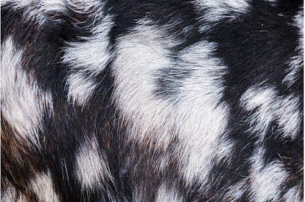 Goat skin brown with spots natural, an Abstract Photo by COLORFUL