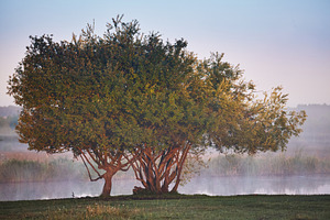 Lush leafy tree on riverbank in soft morning mist at sunrise. Scenic landscape, a Nature Photo by Rohan Photography
