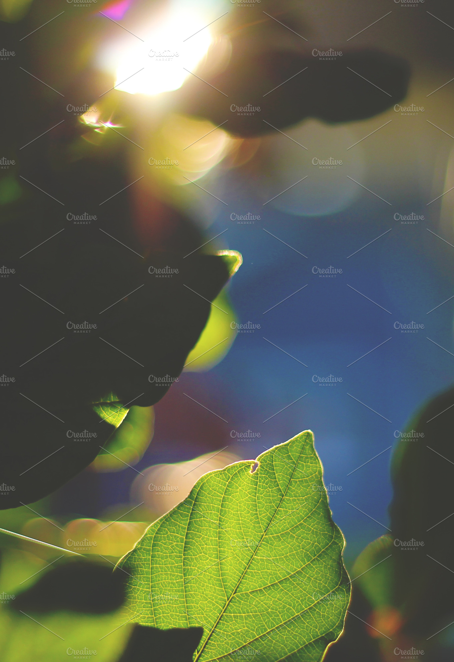 Morning light containing nature, photography, and outdoors