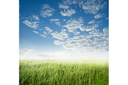 50 Fields background Set 01, a Texture Graphic by FWStudio (Thumbnail 5 of 13)