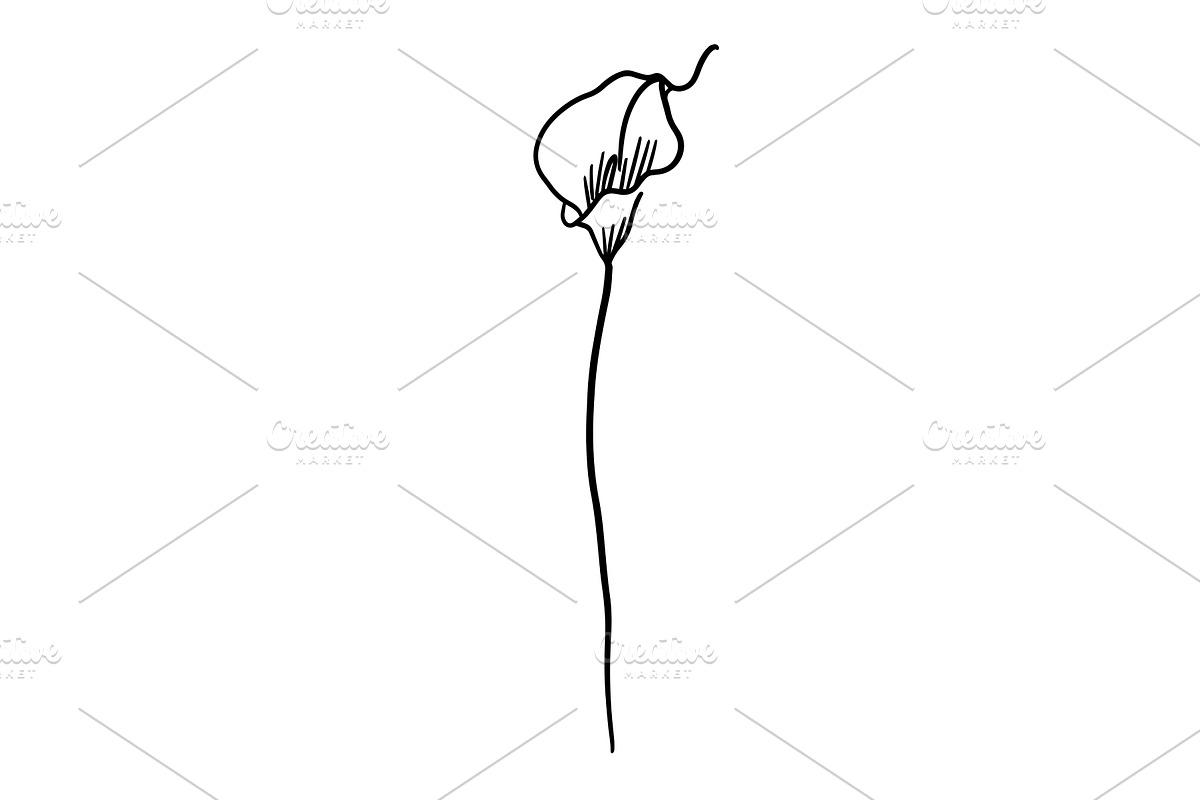 Flower one line monochrome. Calla, an Illustration by Nenahliadava Design