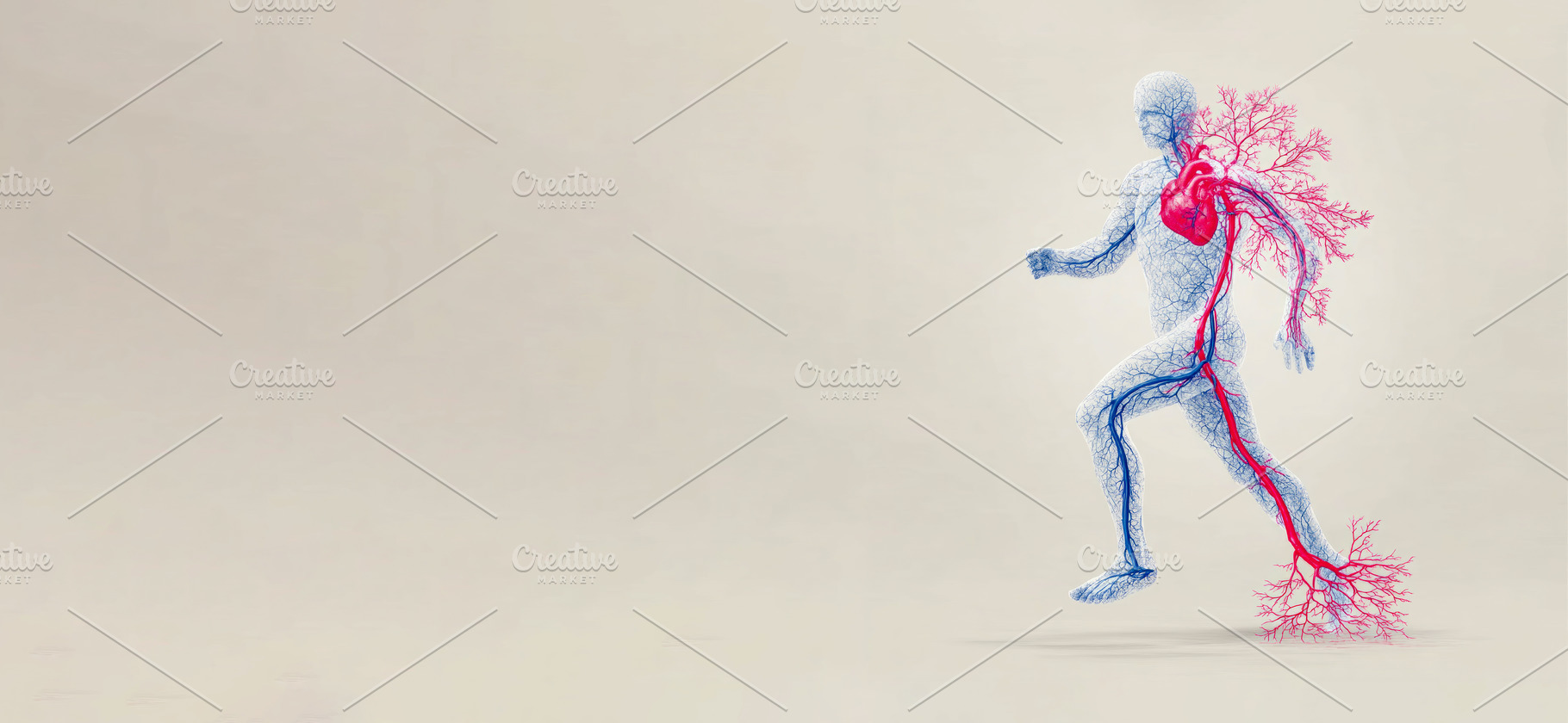Medical illustration of human circulatory system in running moti, a Health & Medical Photo by José Manuel Gelpi