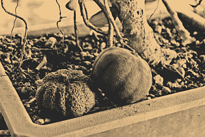 Home Orchard (Garden) Vintage