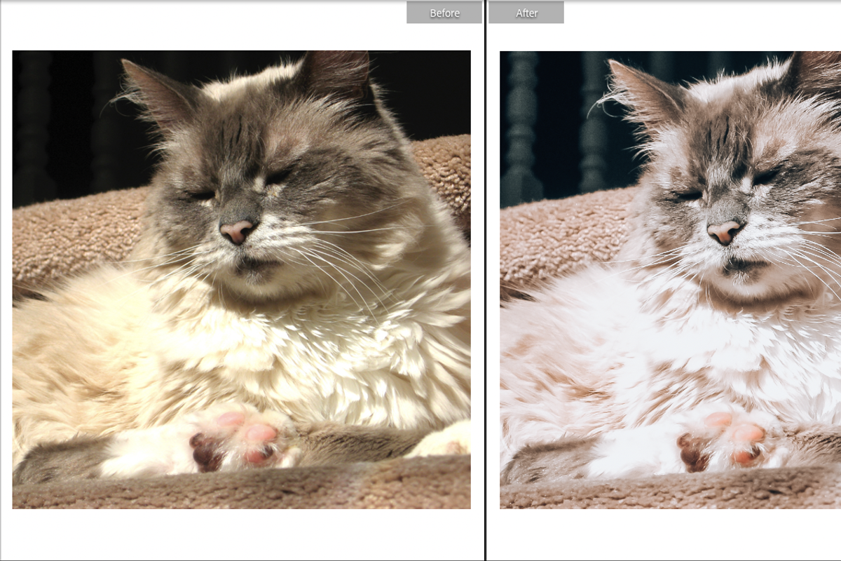 FURRY FRIENDS MOBILE PRESET, a Preset Add-On by Fltrr Lightroom Presets (Photo 8 of 8)