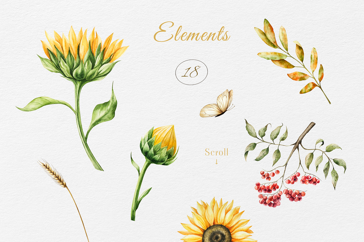 Watercolor Sunflowers Collection, a Seasonal Illustration by Navenzeles (Photo 7 of 12)