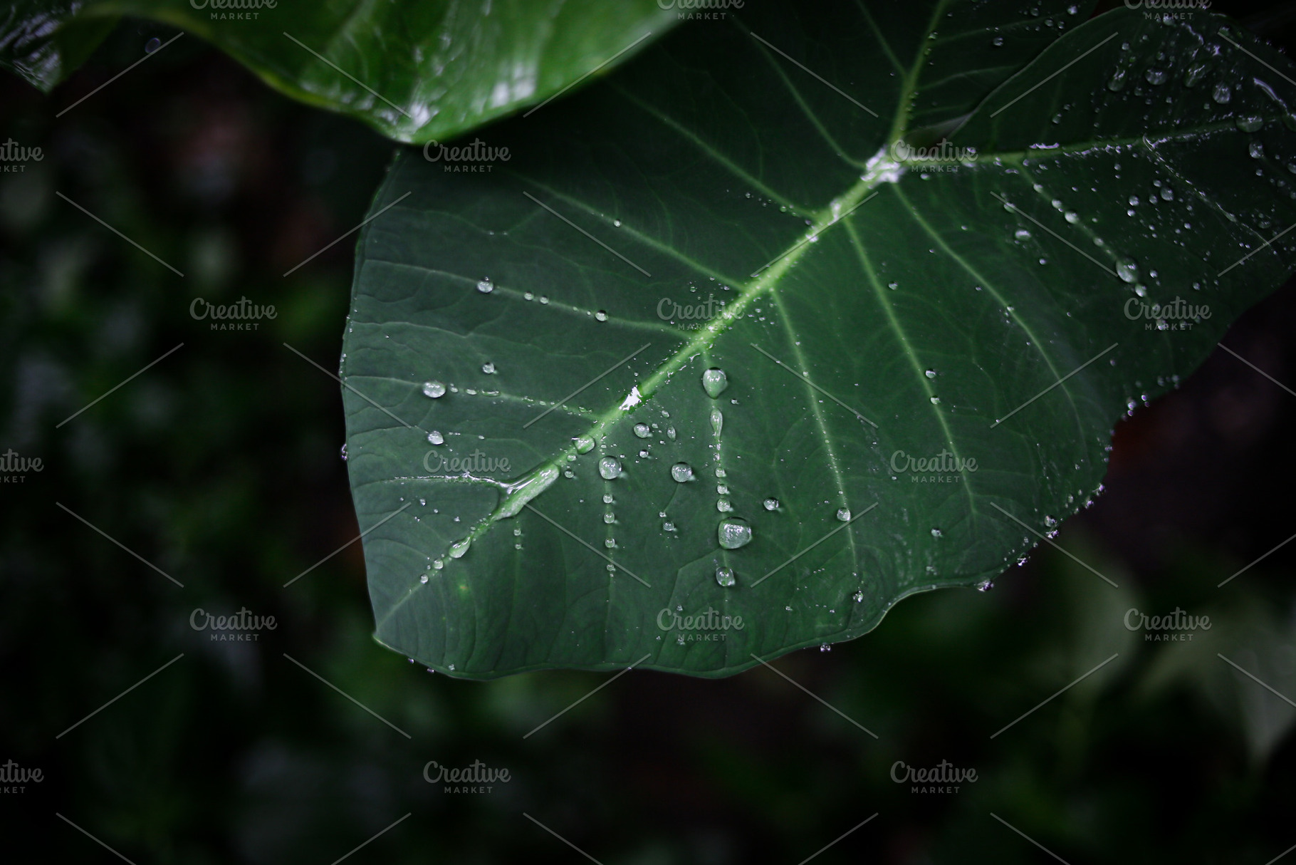 Water Droplets on Tropical Taro Leaf, a Nature Photo by bastera