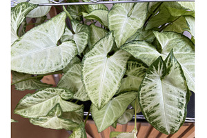 A photo of a lush, healthy Syngonium, a Nature Photo by Nadzin