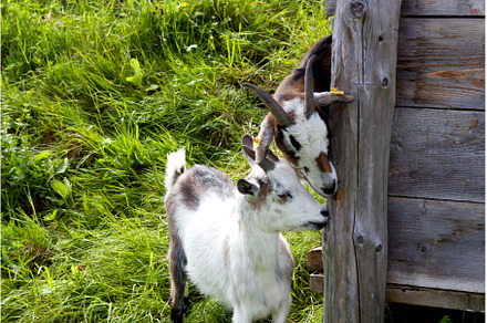 Goats interact near a structure
