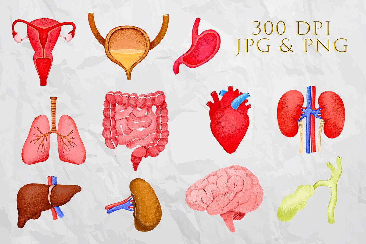 Human Internal Organs Clipart, a Healthcare Illustration by the_myro (Photo 4 of 11)