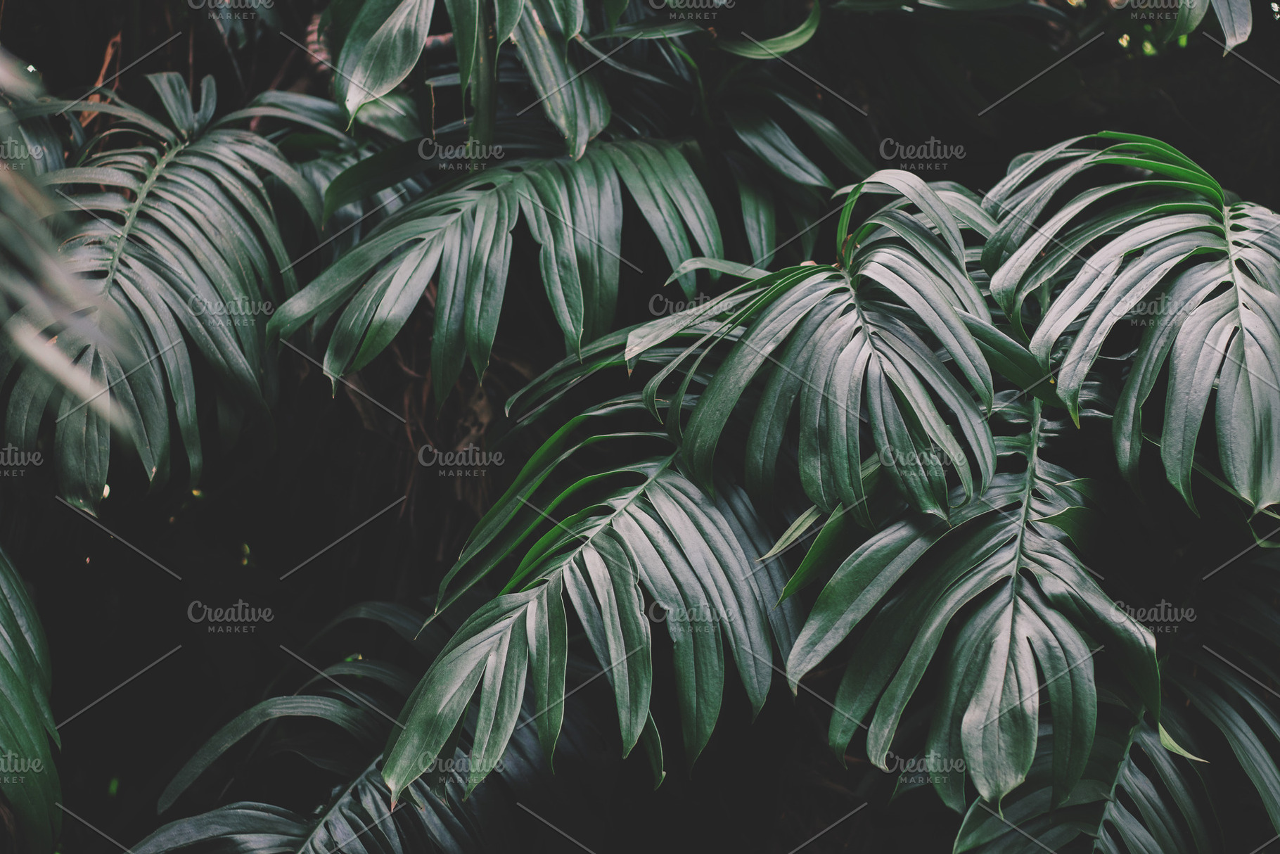 Moody monstera leaves texture, a Nature Photo by René Jordaan Photography