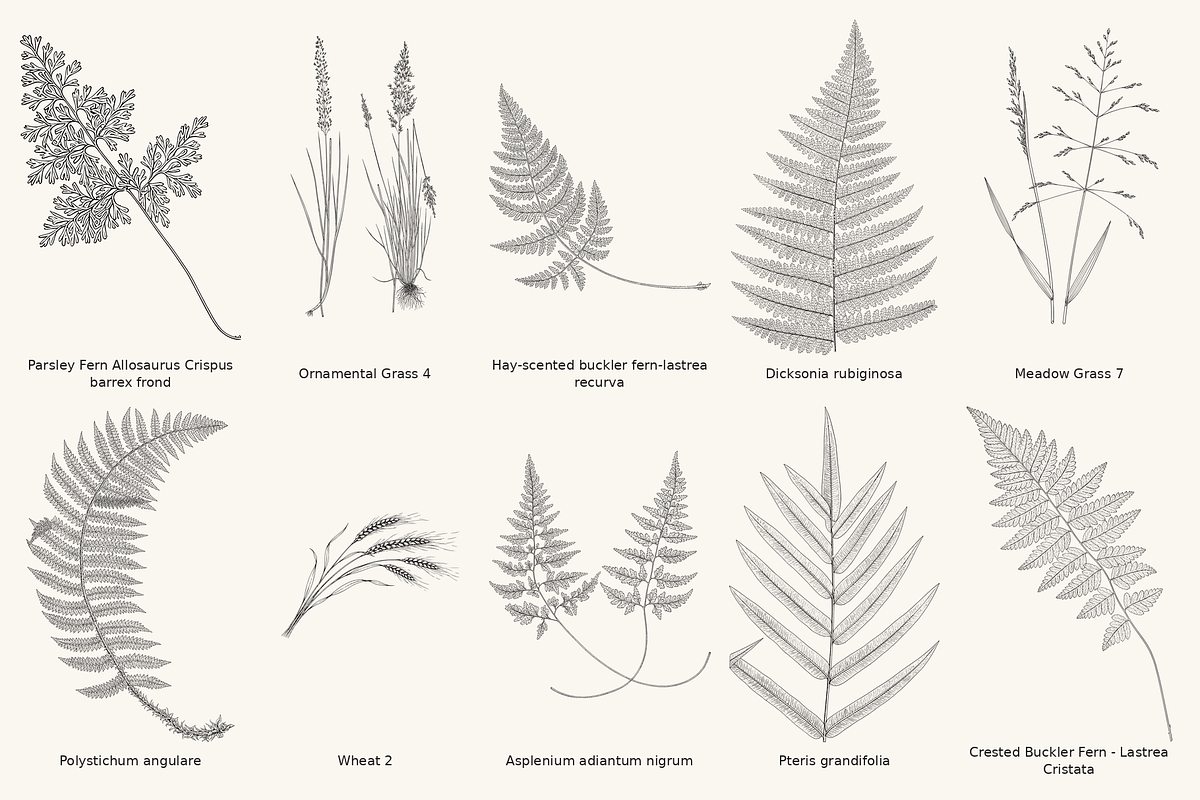 Fern & Grass Line Art Collection, a Decorative Illustration by AW Studios (Photo 3 of 11)
