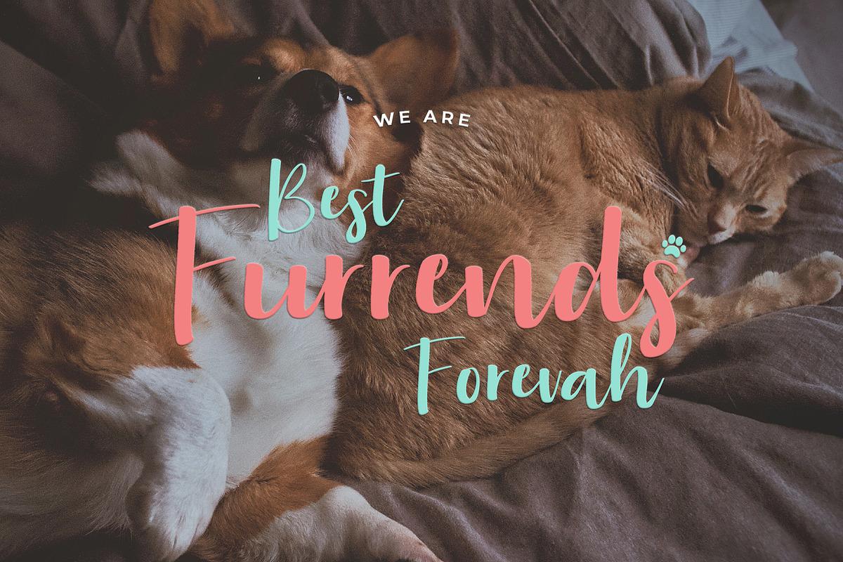 Aloha Miaw Script Font preview 5
