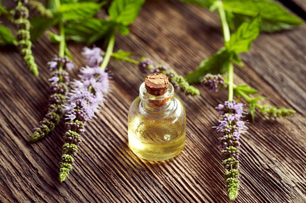 A bottle of peppermint essential oil with fresh blooming pepperm, a Health & Medical Photo by Madeleine Steinbach