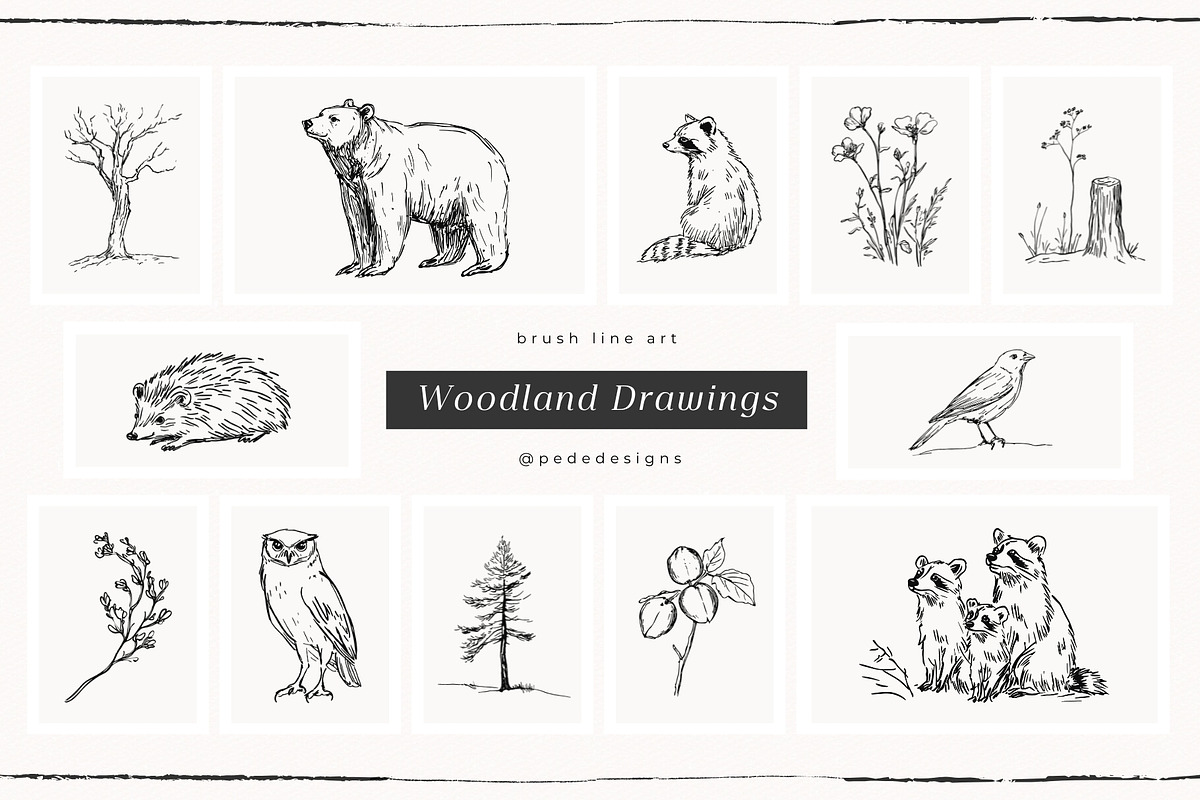 Woodland Drawings, an Animal Illustration by PeDe Designs (Photo 7 of 9)