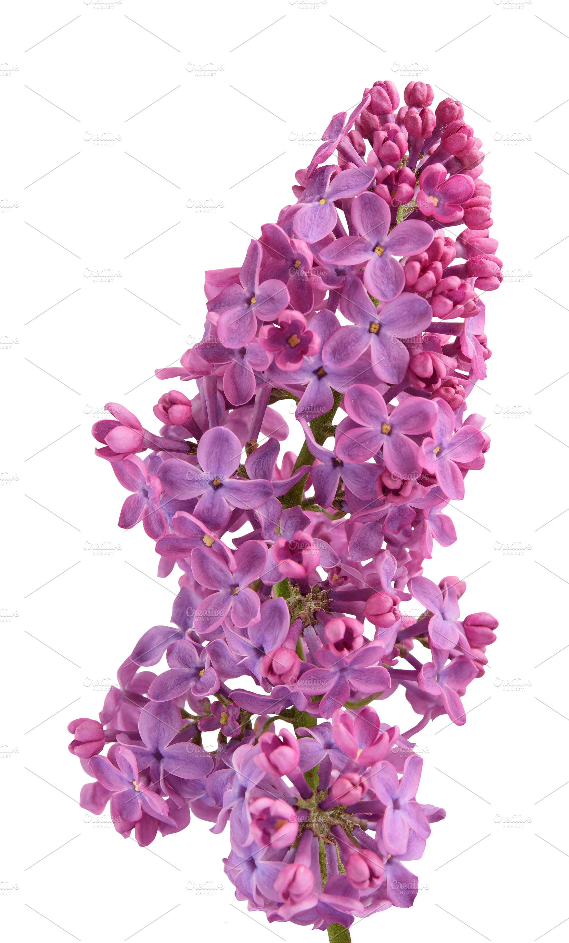 Bouquet of purple lilac flowers with green leaves, isolated back, a Nature Photo by ndanko