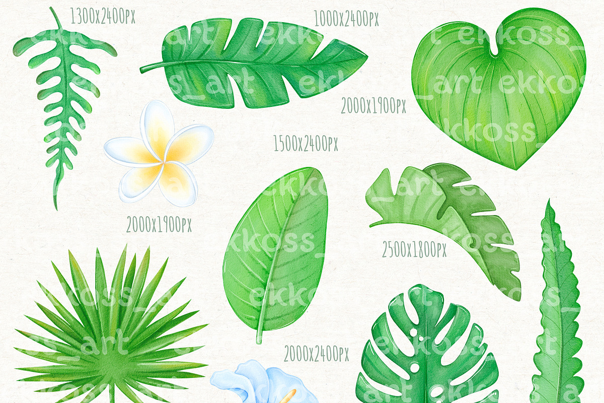 Tropical Flowers Summer Clipart, an Illustration by ekossa_art (Photo 3 of 6)
