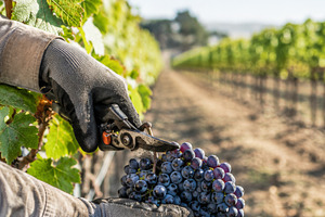 Grapes being harvested in vineyard,, a Photo by Dvoevnore photos
