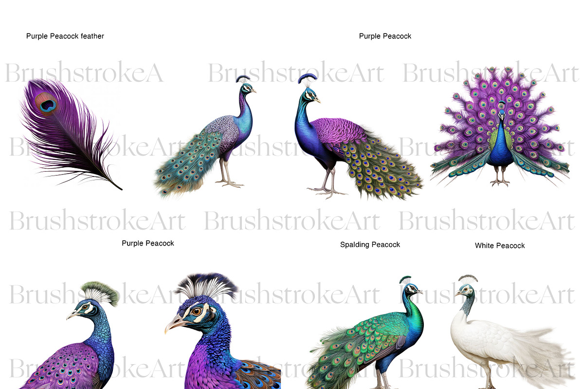 Peacock Clipart, Peacock Feather PNG, an Animal Illustration by BrushstrokeArtGB (Photo 6 of 9)