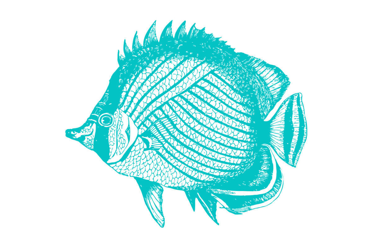 Vector Tropical Fish #3 Illustration, an Illustration by Theresa Barba