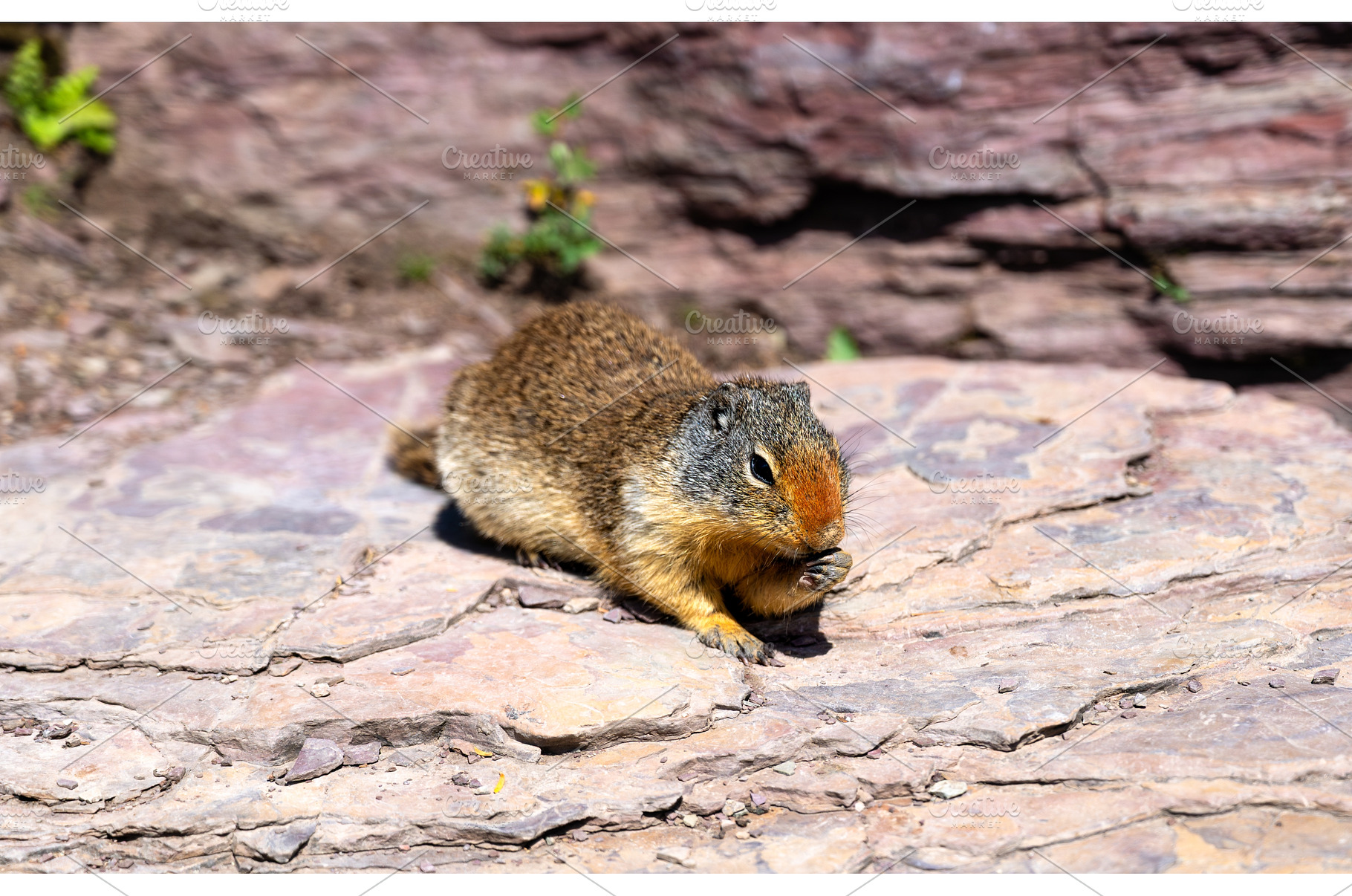 Columbian Ground Squirrel on a rock, an Animal Photo by Leonid Andronov