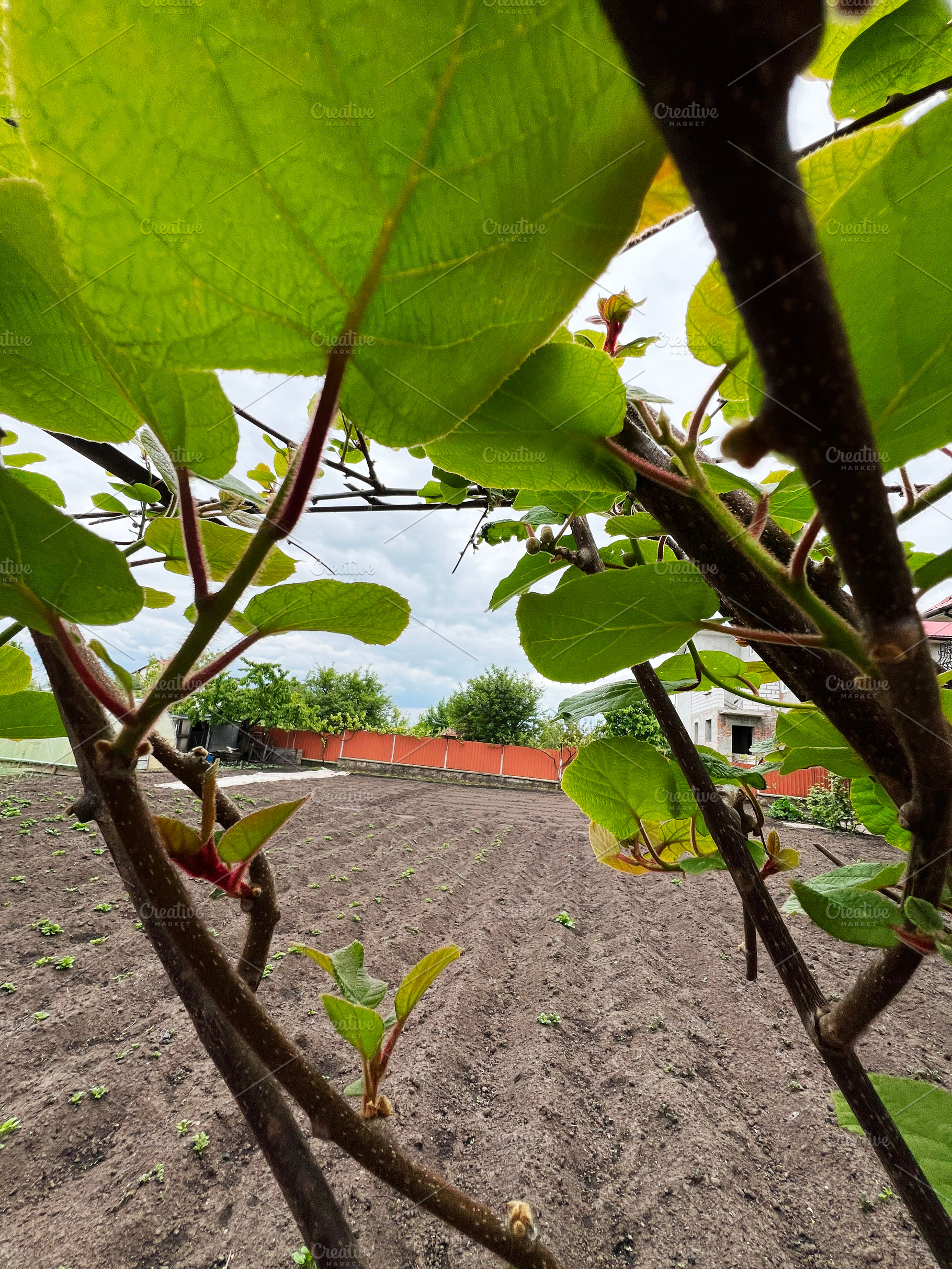 Focus on green kiwi leaves with a garden and trees in the background, a Photo by AS photostudio