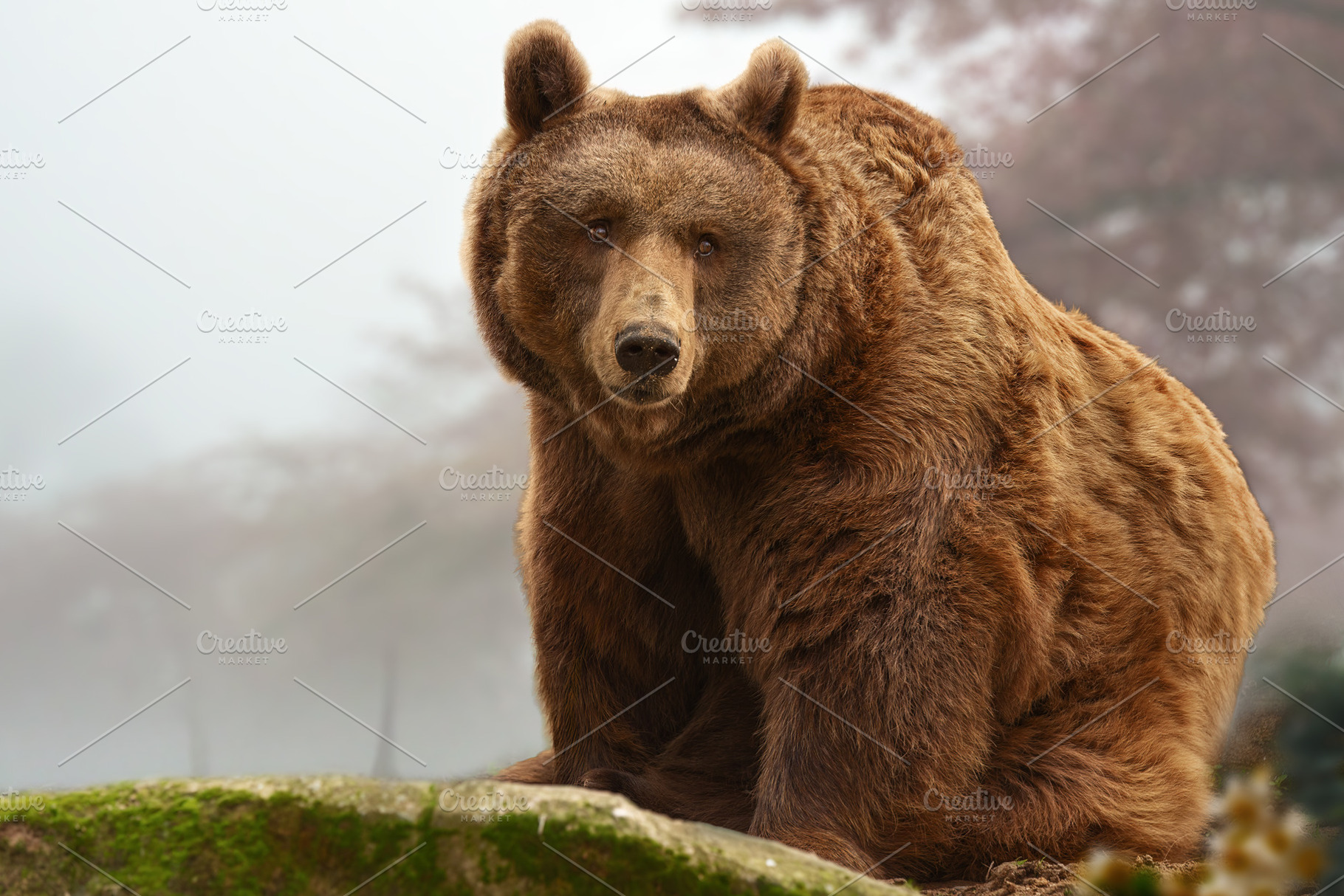 Brown Bear in a Foggy Forest on a Mo, an Animal Photo by Perpis