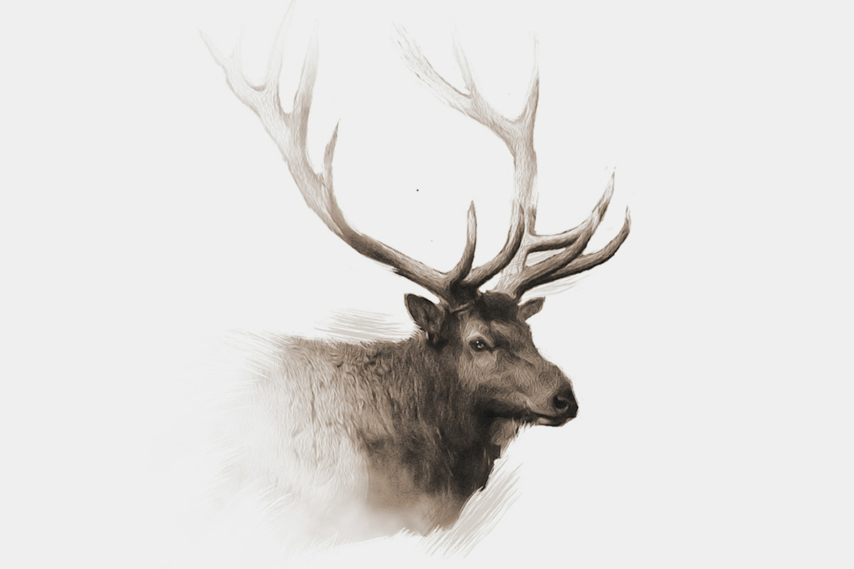 Elk Wildlife Illustration, an Animal Illustration by Digital Art Downloads (Photo 2 of 5)
