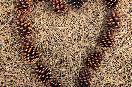 Pine Cone Heart Frame