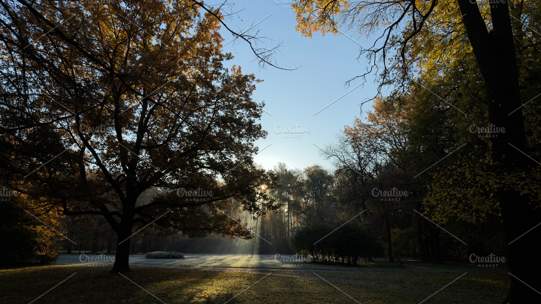 A serene autumn landscape with trees, sunlight filtering through branches, and, a Nature Photo by Textures & Backgrounds