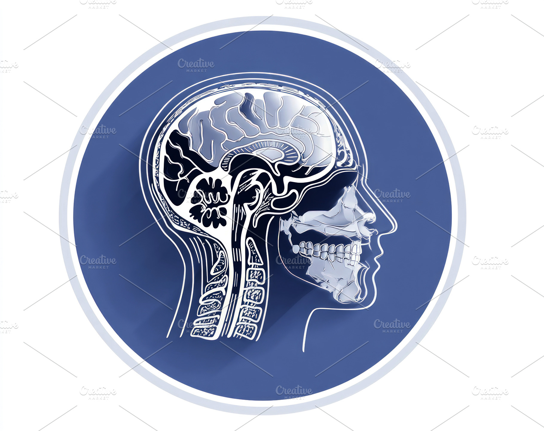 Detailed anatomical cross-section of human head showing brain, s, a Health & Medical Photo by José Manuel Gelpi