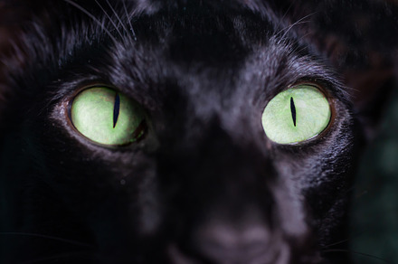 Black oriental cat green eyes