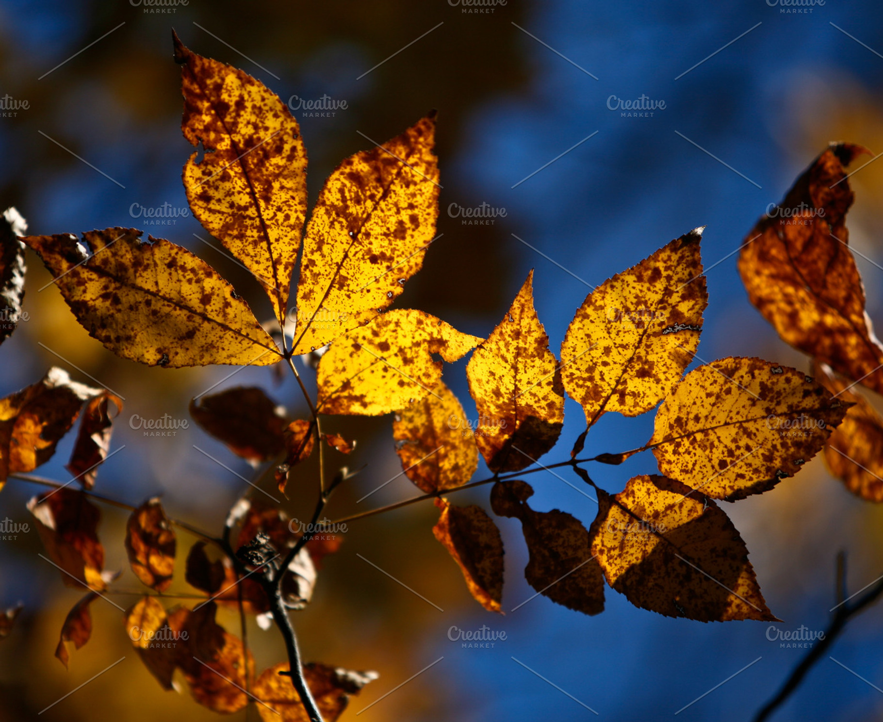 Old Hickory, a Nature Photo by Mr Geoff